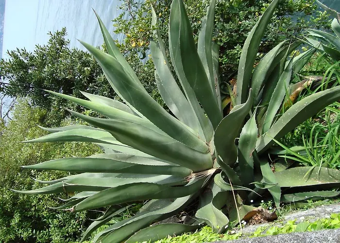 Gli Oleandri Couette-café