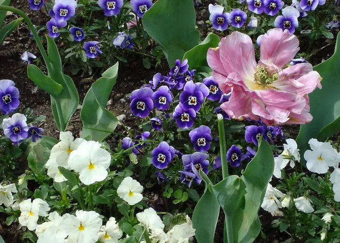 Gli Oleandri 4* Stresa