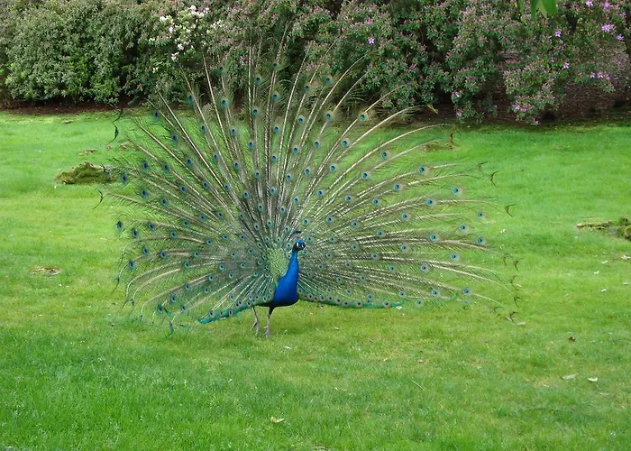 Gli Oleandri Frühstückspension 3*