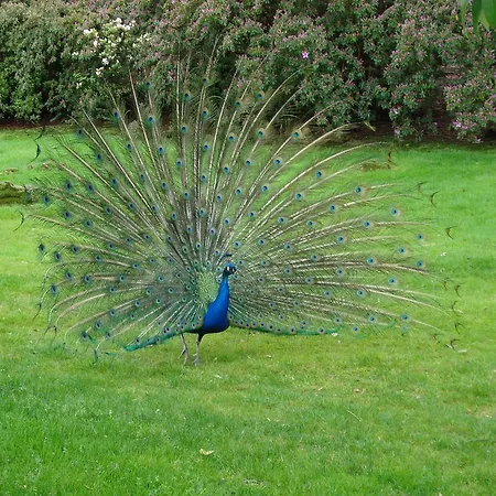 Gli Oleandri Bed & Breakfast 3*